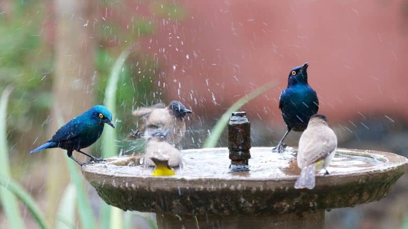 Best Bird Bath Fountains in India That You Can Buy Online