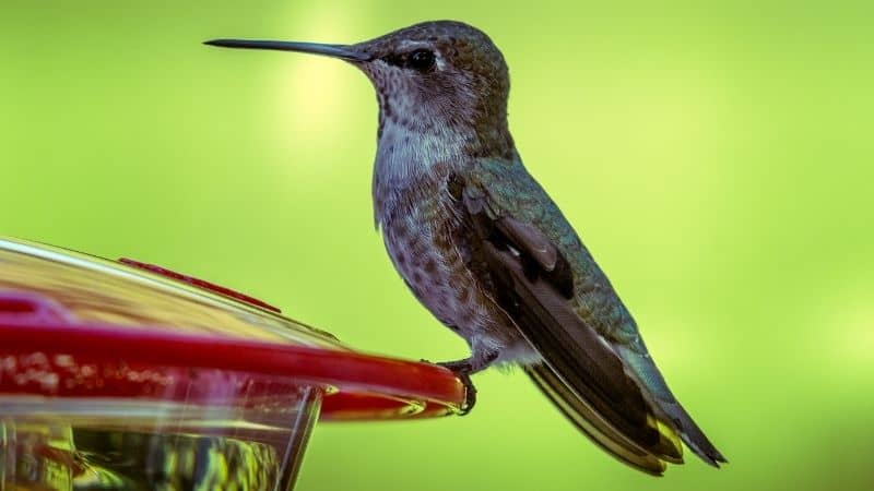 Best Bird Water Feeders That You Can Buy in India