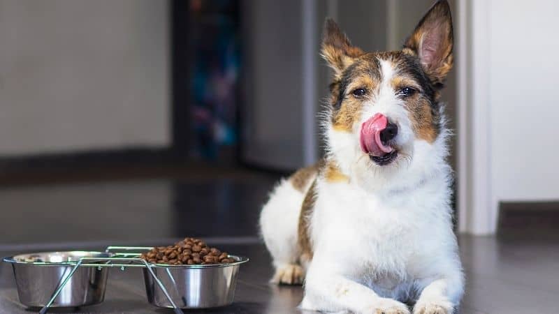 Best Dog Food in India